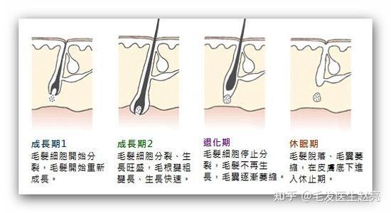 正常头发一个月长多少，深度解析头发的生长周期与影响因素