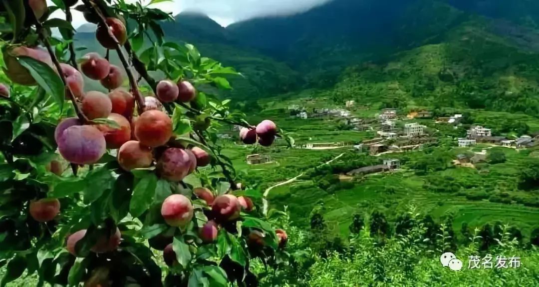 广东省最大的水果基地，繁荣生态与产业兴旺的交织