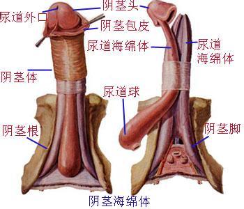 澳门知识专家解读一个月四代阴现象