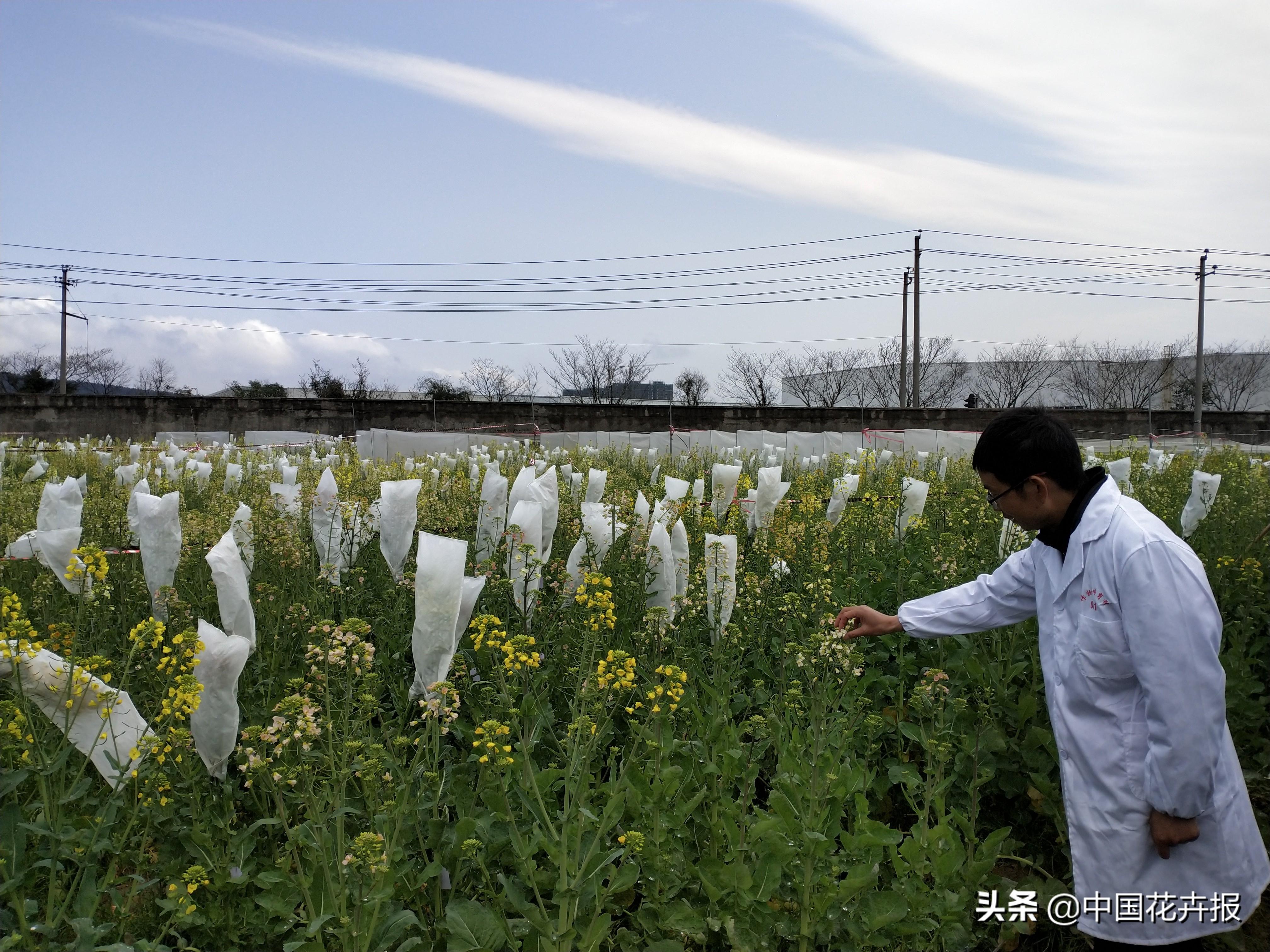 广东省萝卜育种研究，前沿进展与创新视角