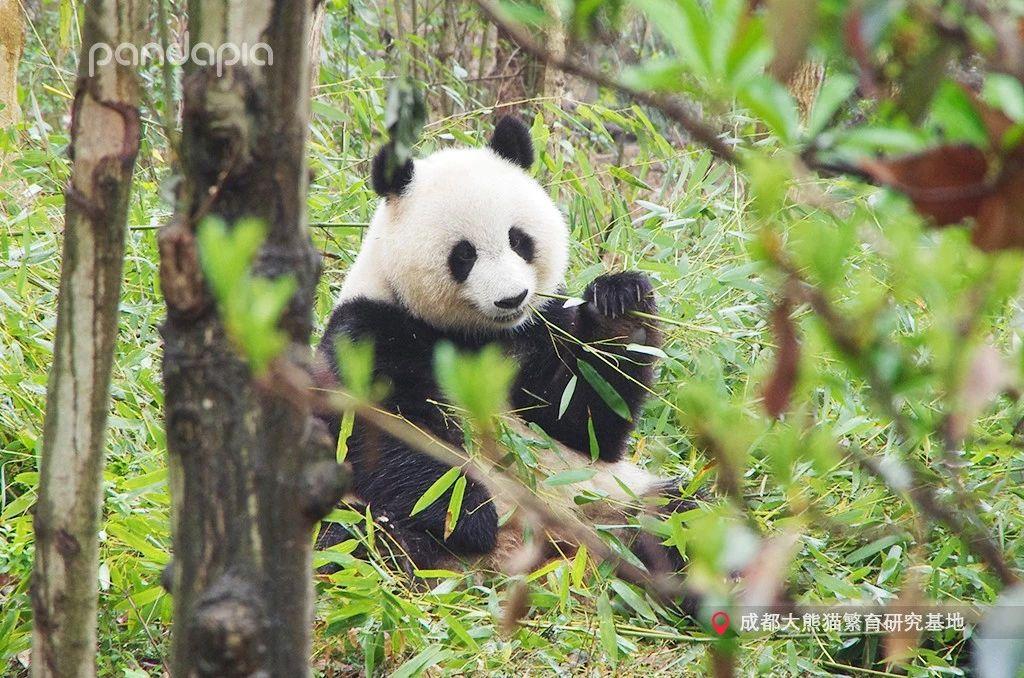 澳门房产，功能多样性与市场深度解析