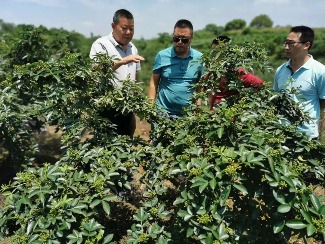 广东省花椒公司，探索与发展的前沿先锋