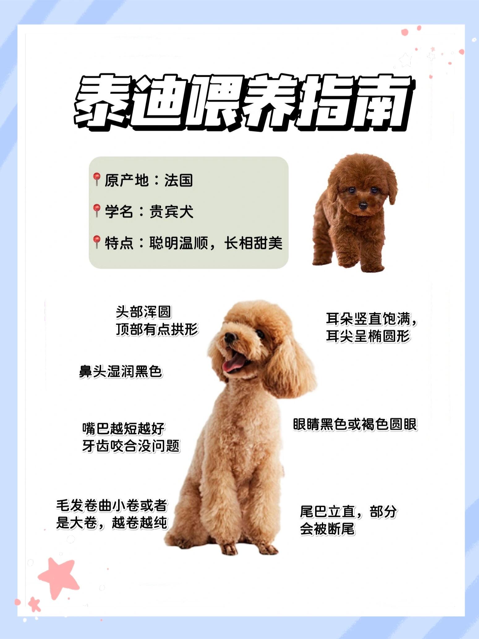 一个月的泰迪幼犬狗粮选择与喂养指南