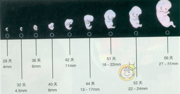 澳门胎儿两个月发育情况深度解析