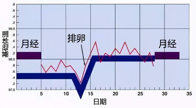 一个月排卵两次的特征，深入了解生理现象